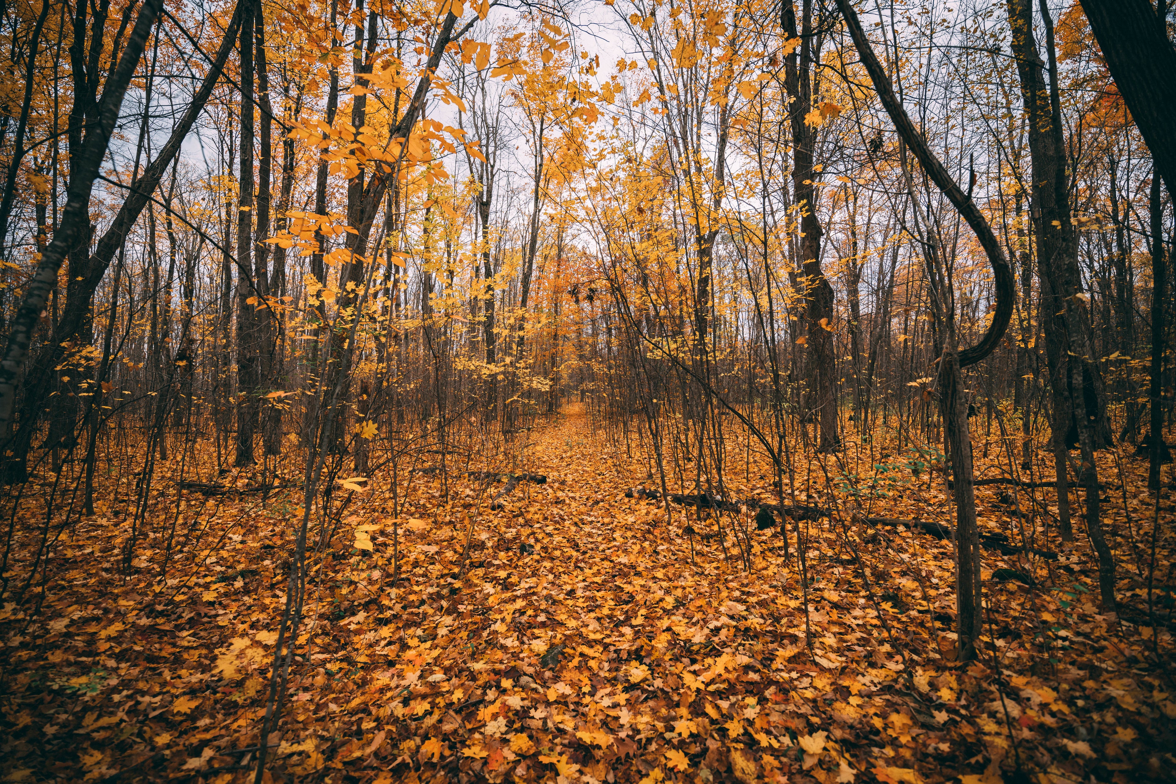 golden-autumn-leaves